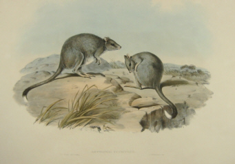 John Gould Macropodidae